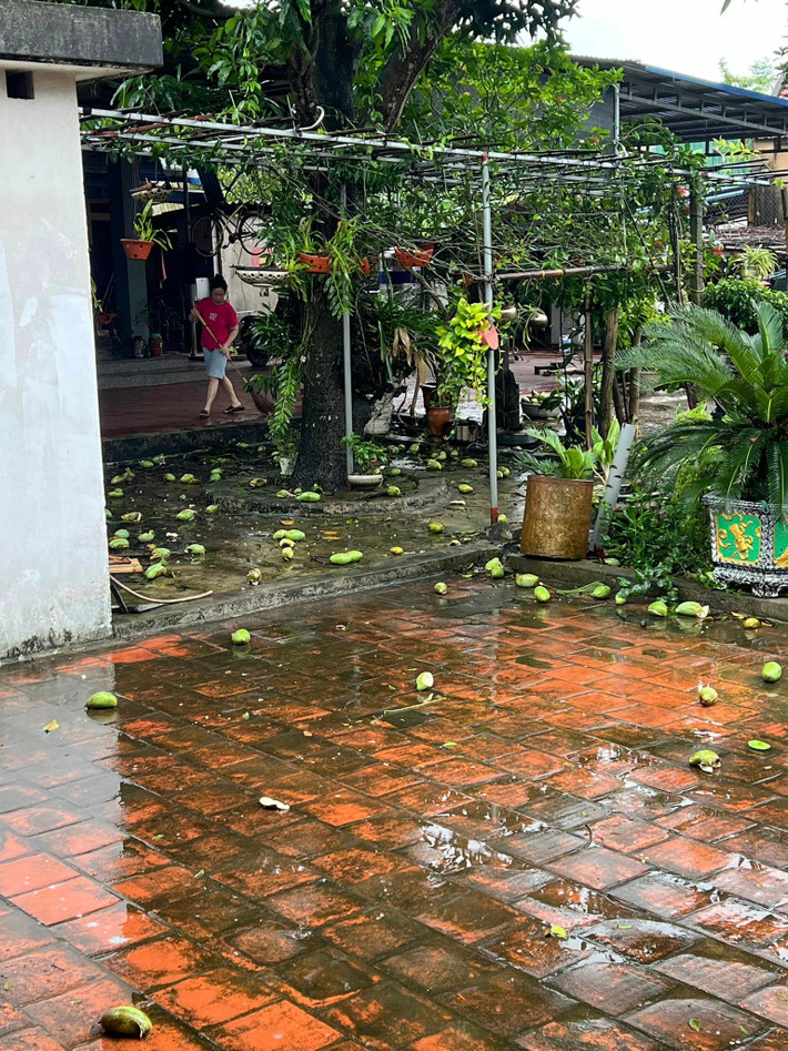 Rất nhiều người đã lên thực đơn các món từ xoài non như gỏi xoài, xoài bóp, canh xoài...