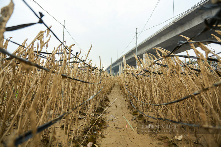 Nhiều diện tích hoa màu cũng bị ảnh hưởng nặng nề.