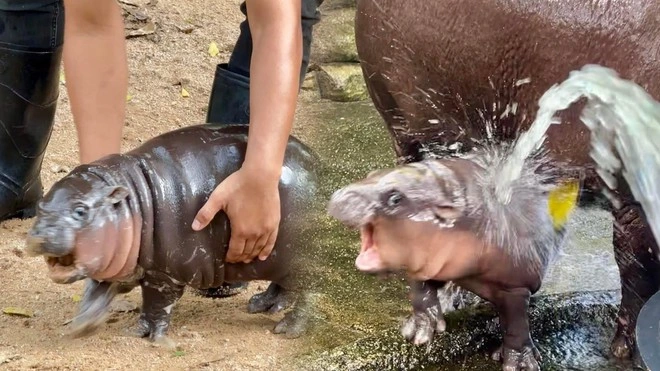 Tên của Moo Deng có nghĩa là "heo béo" trong tiếng Thái và là món thịt heo phổ biến được biết đến với độ dai. Theo sở thú, cái tên này được quyết định bởi 20.000 người dùng Facebook trong một cuộc thăm dò hồi tháng 8.