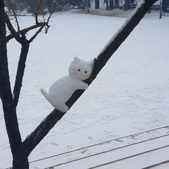Chú mèo trên cành cây.