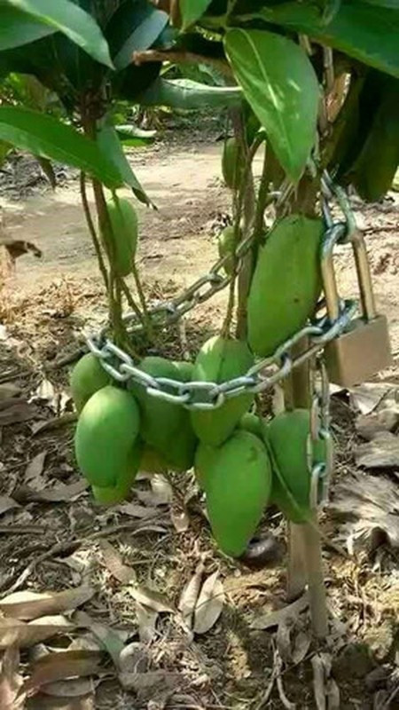 Thôi thì xích cả cây cả quả vào cho chắc.