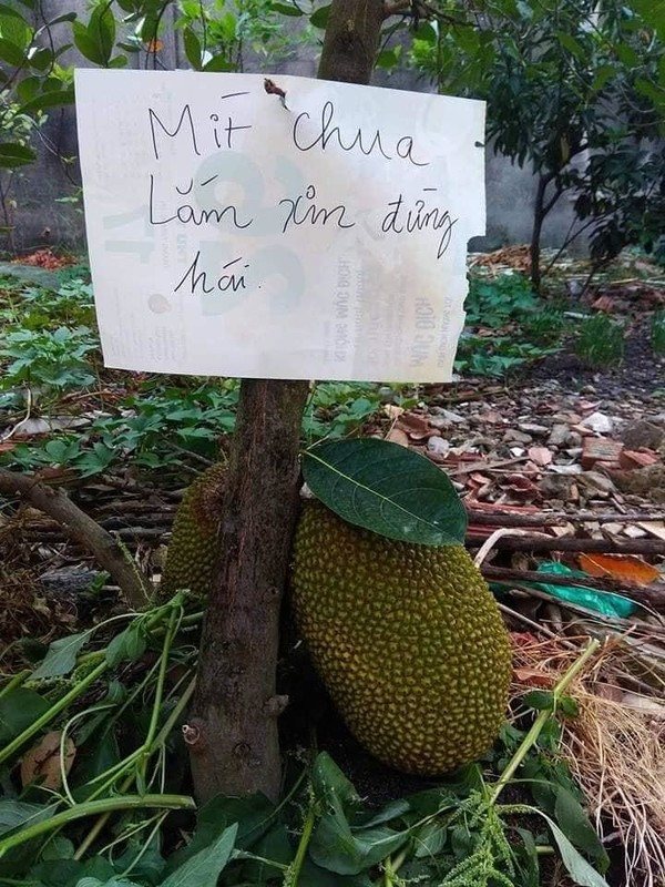 Tấm bảng hi vọng đánh thức lương tâm những "hoa quả tặc".