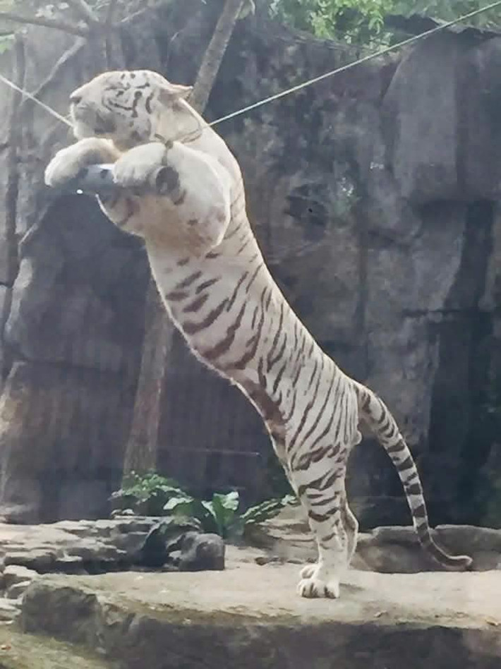Sinh ra làm hổ nhưng muốn được đu dây leo trèo như loài khỉ...
