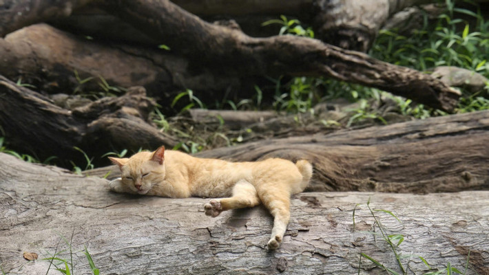 Con vật đặc biệt nhất Thảo Cầm Viên. (Ảnh: Thảo Cầm Viên - Sài gòn Zoo & Botanical Gardens)