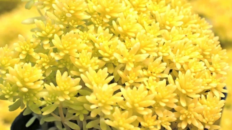 6 cây cảnh rước lộc, hút vàng... bày trong nhà cả năm may mắn