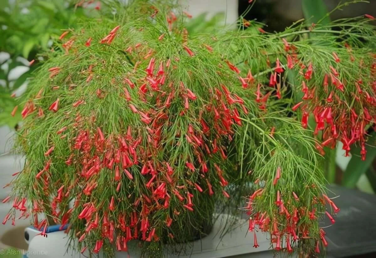 Rộn ràng sắc 'pháo' ngày xuân, gọi Tết xưa về trong từng chùm hoa đỏ