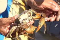 Cà Mau: Nắng nóng thiêu đốt, hơn 1.300 ha thủy sản chết trắng