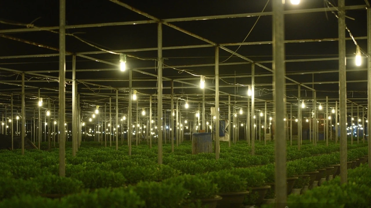 Làng hoa lớn nhất ở Đà Nẵng khởi động vụ hoa Tết