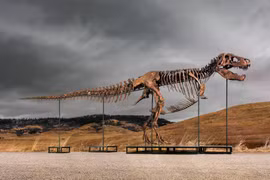 Hóa thạch khủng long T.rex được bán đấu giá khiến giới khoa học lo lắng