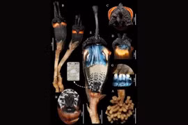 Khám phá loài 'hoa quỷ' kỳ lạ ẩn mình ở Thái Lan