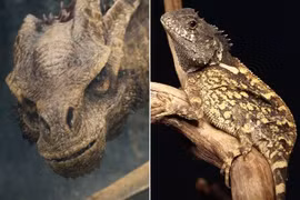 Loài 'rồng' mới được đặt theo tên Syrax trong phim House of Dragon