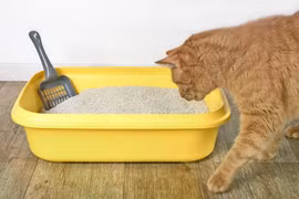 Nước tiểu của mèo chứa một 'thẻ căn cước' hóa học bí ẩn