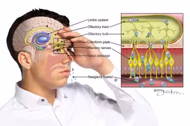 Vì sao 'amip ăn não' có thể tìm đường vào não người?