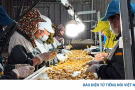 Nghị quyết 68 tạo 'đường băng' để doanh nghiệp tư nhân cất cánh