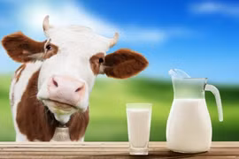  Sản xuất đạm sữa bò từ cây cải tai chuột biến đổi gene 