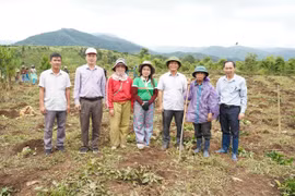 Bệnh binh A Thắm (mặc áo mưa tím) thỏa ước nguyện trồng 1000 cây cà phê giống.
