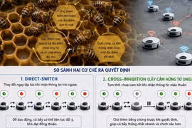 Thuật toán lấy cảm hứng từ loài ong giúp điều khiển đàn robot