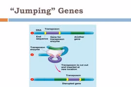 Phát hiện bộ gene trong não người có thể di chuyển khắp DNA