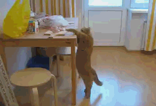 "Với mãi mà chẳng tới cô chủ ơi!".