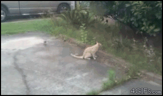 "Đừng có mà trêu chị".