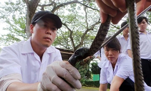 Rùng mình cảnh đút thức ăn cho rắn hổ mang chúa