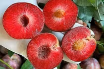 Mận hậu ra nước ngoài thành hàng đắt đỏ, giá chạm ngưỡng 700.000 đồng/kg