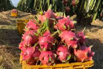 Thanh long bán tại vườn chỉ vài nghìn đồng/kg, nông dân "đứng ngồi không yên"