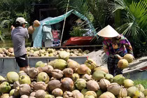 Lý do giá dừa tăng giá sau thời gian dài lao dốc?