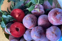 Loại mận được ví như “cherry Việt Nam” có giá cao gấp 10 lần mận thường