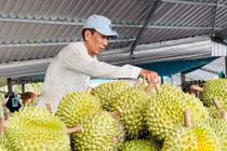 Xuất khẩu sầu riêng tăng khủng hơn 200%