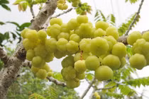 Quả chùm ruột “lên đời”, từ hàng rào quê thành đặc sản giá 180.000 đồng/kg