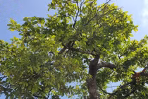 Chiêm ngưỡng cây thị bonsai được trả tiền tỷ vẫn chưa bán