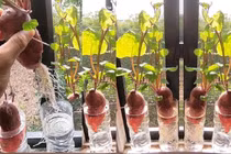 4 loại củ trong bếp trồng thành cây cảnh đẹp mê ly