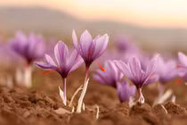 Bật mí “vàng đỏ” tại Iran được thế giới khao khát