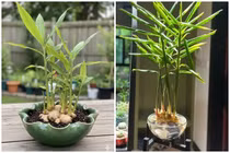 Cách trồng gừng bonsai hút tài lộc vào nhà 