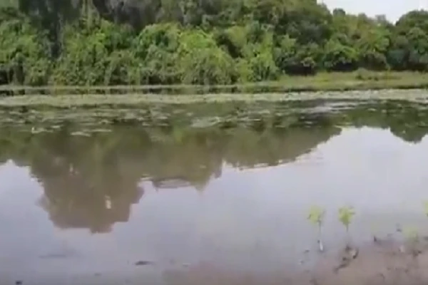  Video: Thủy quái đầm lầy bỗng chồm lên bờ tấn công người câu