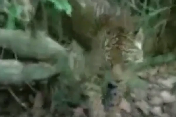 Video: Gặp con mồi "khó xơi", báo hoa mai cụp đuôi bỏ chạy