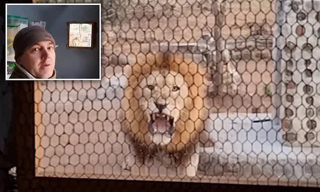 Video: Sư tử gầm thét dọa chủ nhà qua cửa sổ nhà bếp