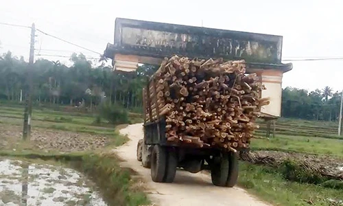 Video: Công nông chở gỗ "cõng" cả cổng làng…đi chơi