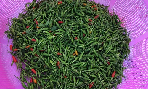 Lần đầu tiên đưa đặc sản ớt xiêm rừng đi quảng bá rộng khắp