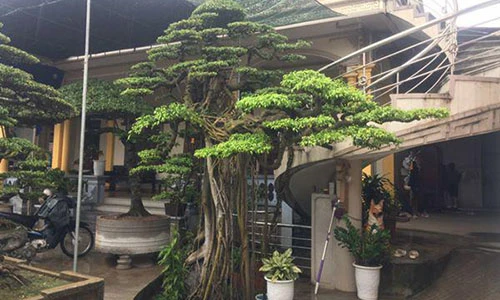 Chiêm ngưỡng cây sanh được đại gia mê mẩn trả giá hơn 2 tỷ đồng