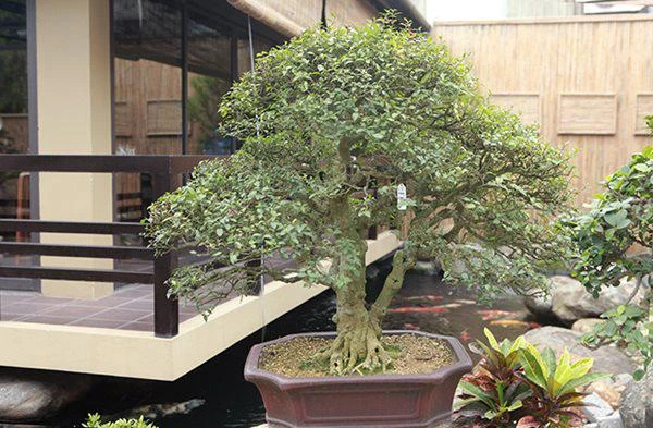 Hồng ngọc mai cổ thụ lớn nhất Việt Nam, giá 200 triệu đồng