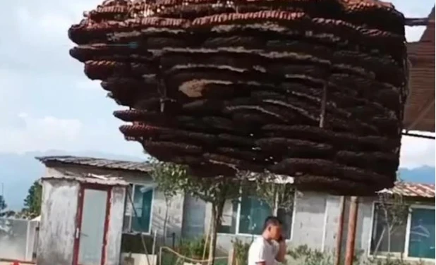 Video: Cận cảnh tổ ong siêu to khổng lồ