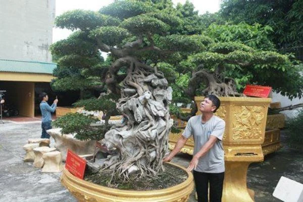 Cặp sanh cổ mọc ngược được coi như báu vật của nữ đại gia Phú Thọ