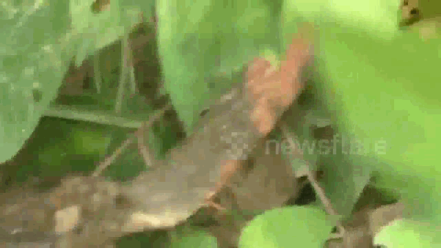 Video: Rắn hổ mang chúa đoạt mạng trăn chỉ bằng một cú cắn chí mạng