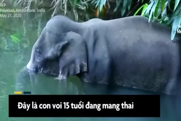 Video: Ăn nhầm dứa có chất nổ, voi mang thai thiệt mạng