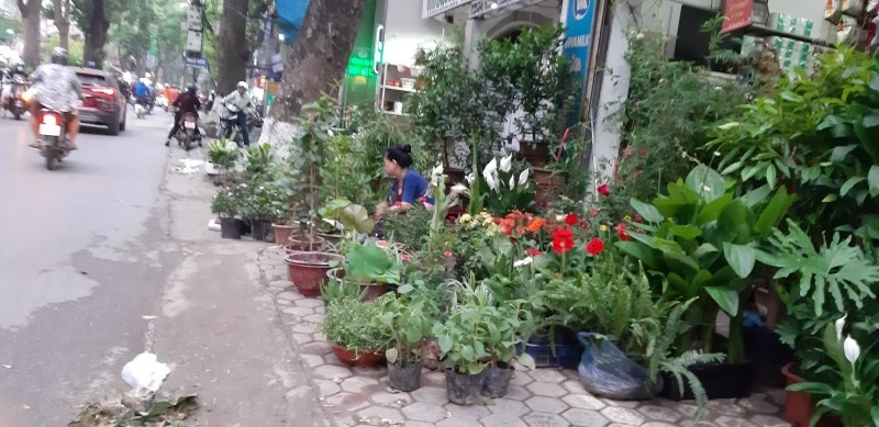 Lộn xộn chợ hoa, cây cảnh trên đường Hoàng Hoa Thám
