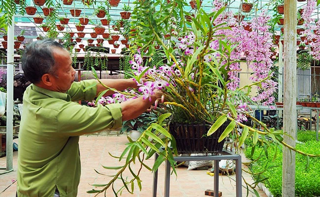 Choáng ngợp vườn cây "ăn sương, uống gió" chục tỷ của lão nông Hà thành 