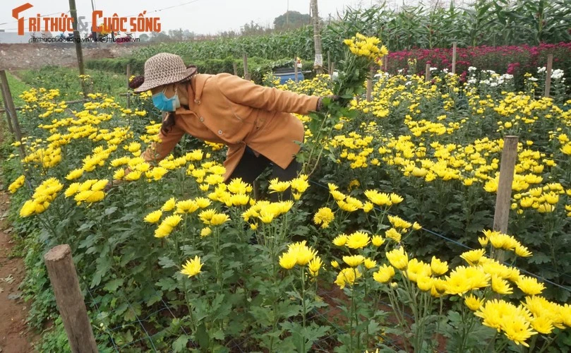 Ngắm thung lung hoa giữa vùng đồng bằng chiêm trũng
