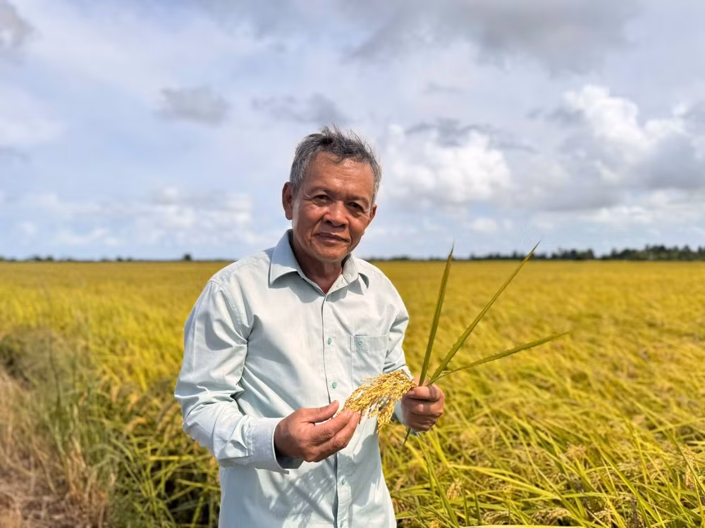 Ông Nguyễn Hồng Phương (An Giang, trồng lúa) có 224ha. (Nguồn: Vietnam+)